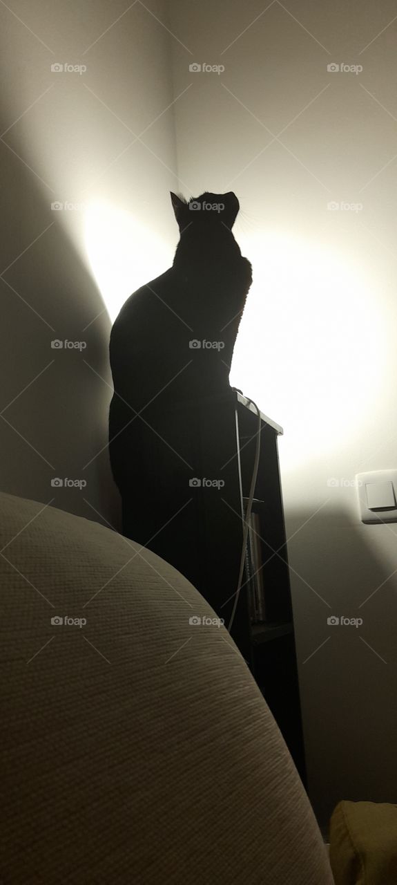 Black cat looking for the fly