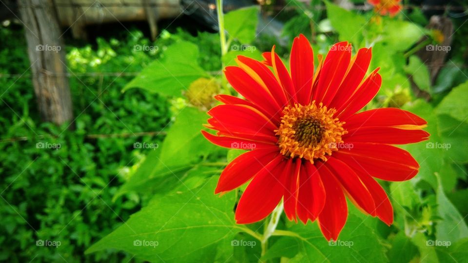Beautiful red flower with green leaf background