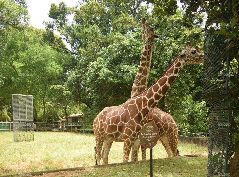 wildlife big giraffe cupple at zoo Srikanka dehiwela