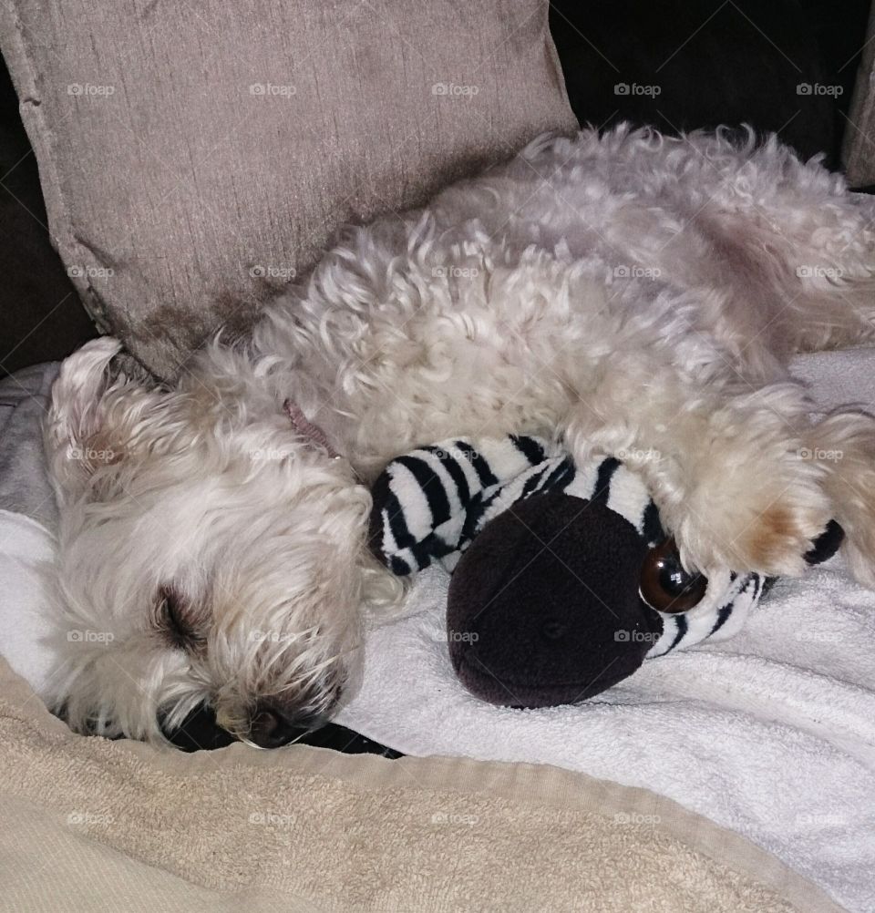 Sleepy Puppy. Maltese x sleeping with a favorite stuffed toy.