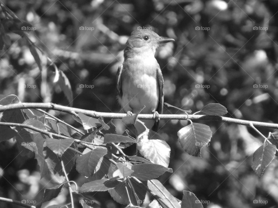 flycatcher bird grayscale