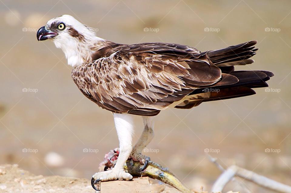 beach travel fish bird by KathOnEarth