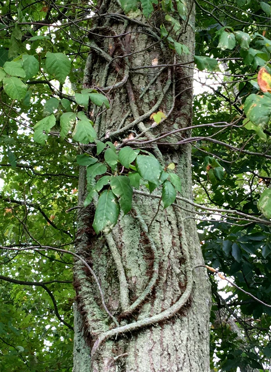 Poison Ivy growing up & around tree, old ivy, roots visibly twisted.