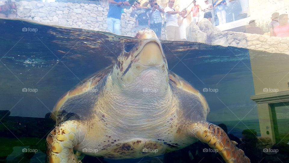 Musée Océanographique de Monaco