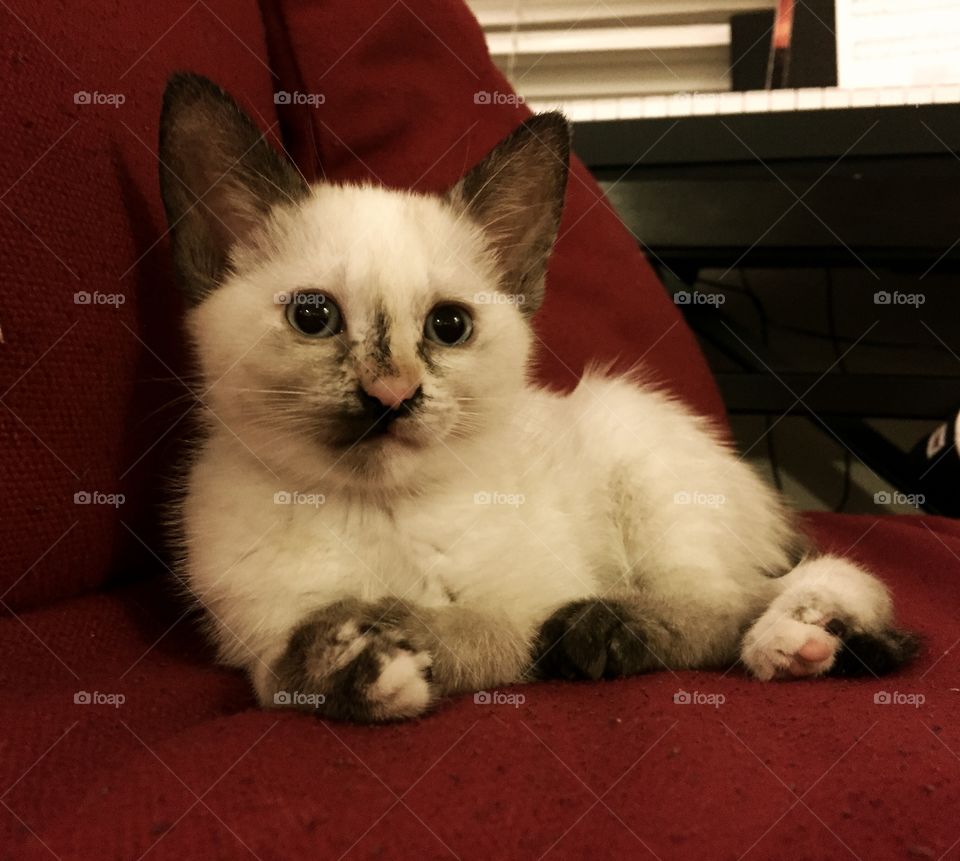 Little Siamese kitten named Luna