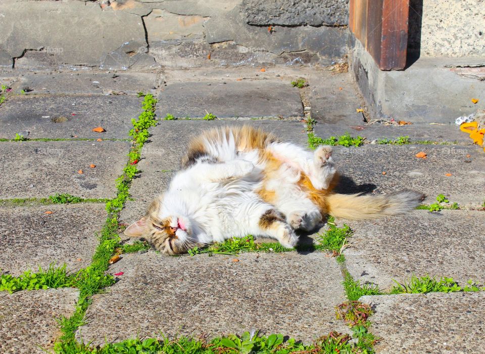 The cat enjoys on the sunny sidewalk