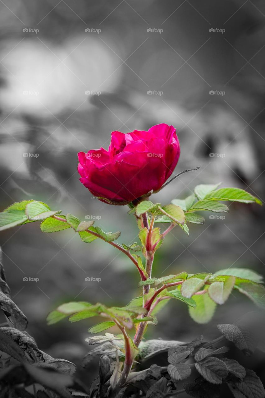 Bright light and color shining out of the darkness. A vibrantly pink rose on a rosebush with a black and white background.