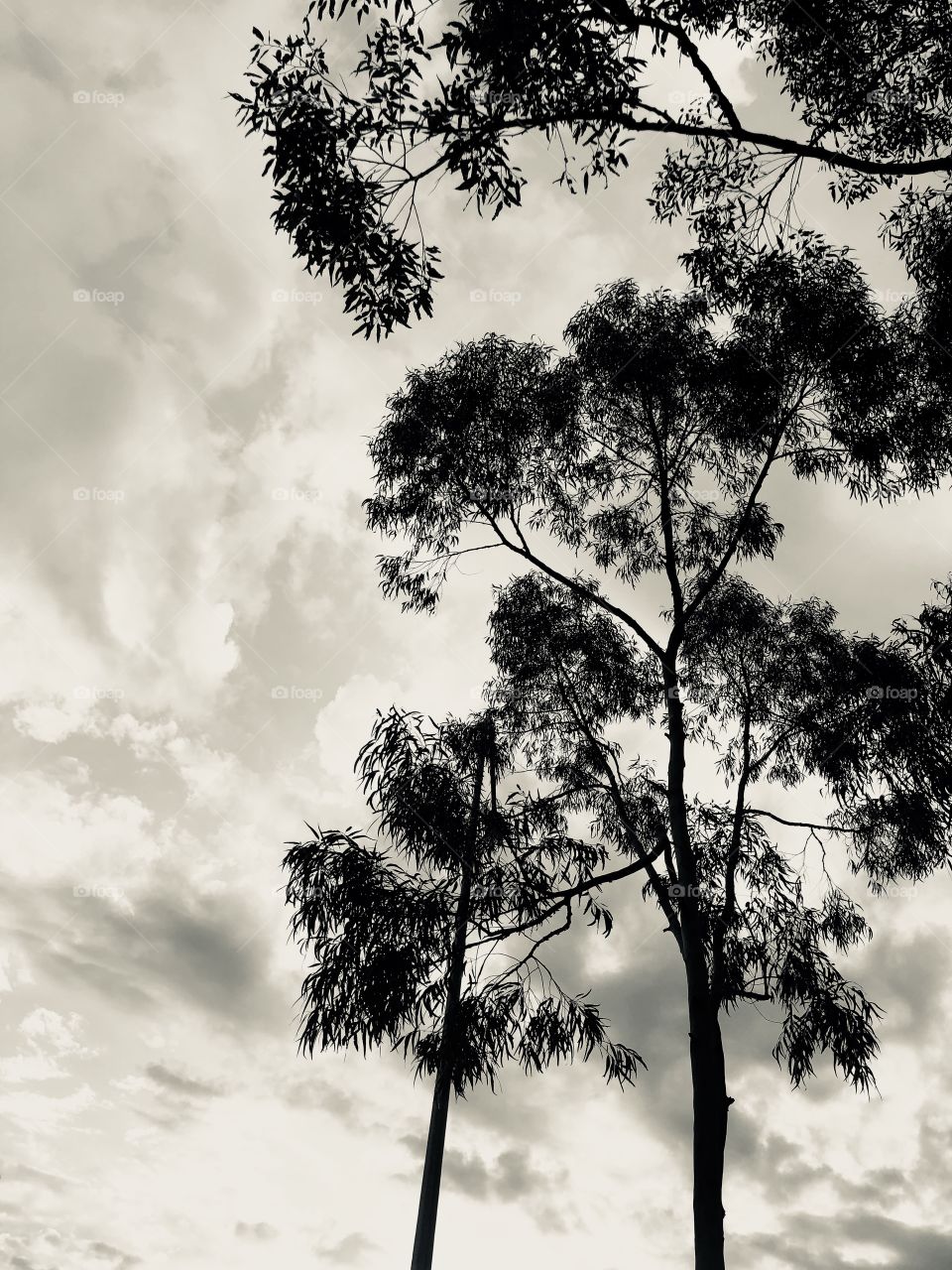 Trees and sky