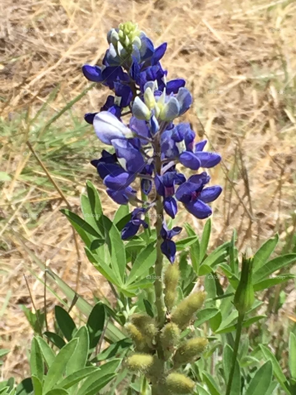 Bluebonnets