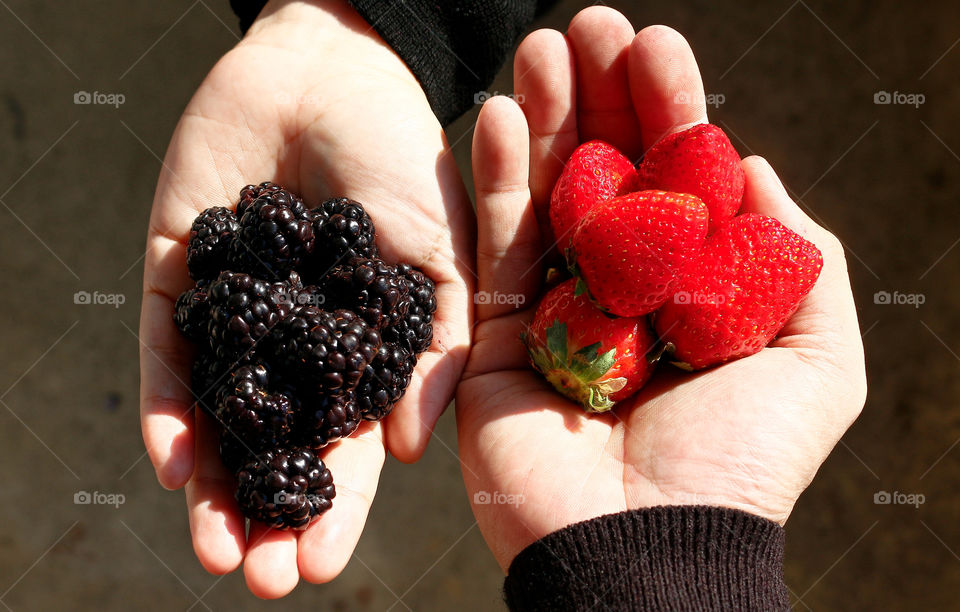 Two people holding strawberries and blackberries