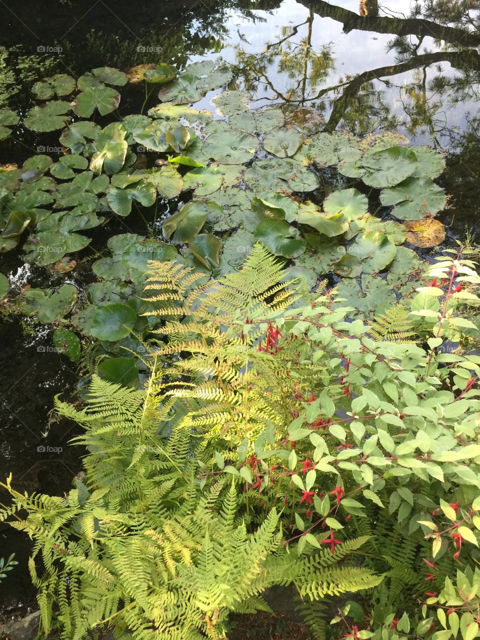 Lily pads off the waterfall in the main quarry garden at Queen Elizabeth Park in Vancouver, British Columbia 