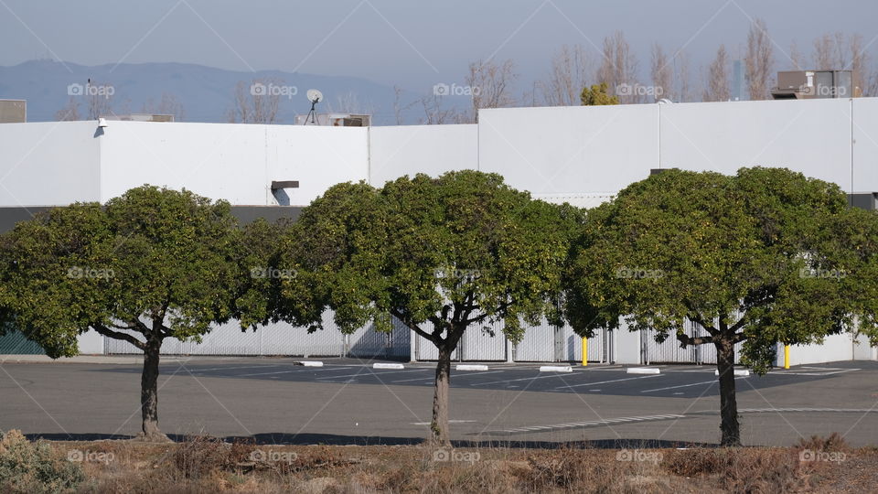 Three trees lining a parking lot.