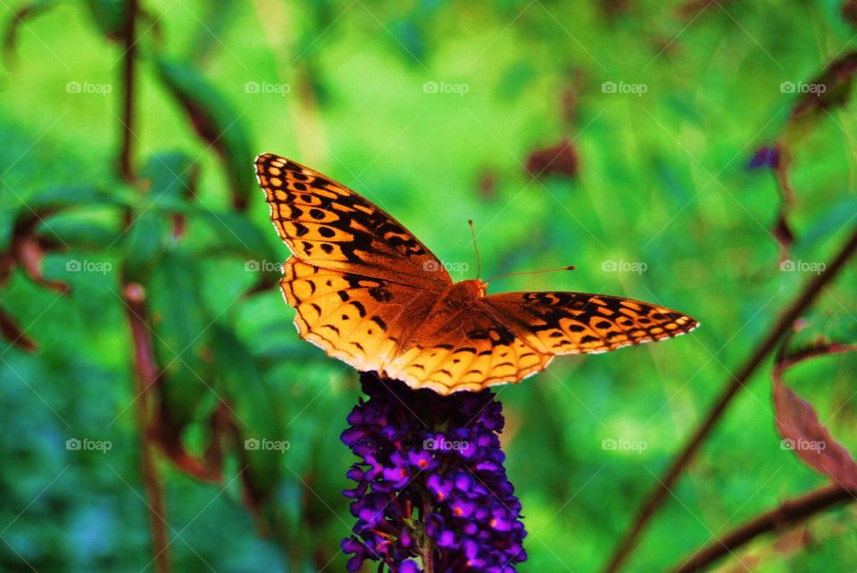 Butterfly on purple flower