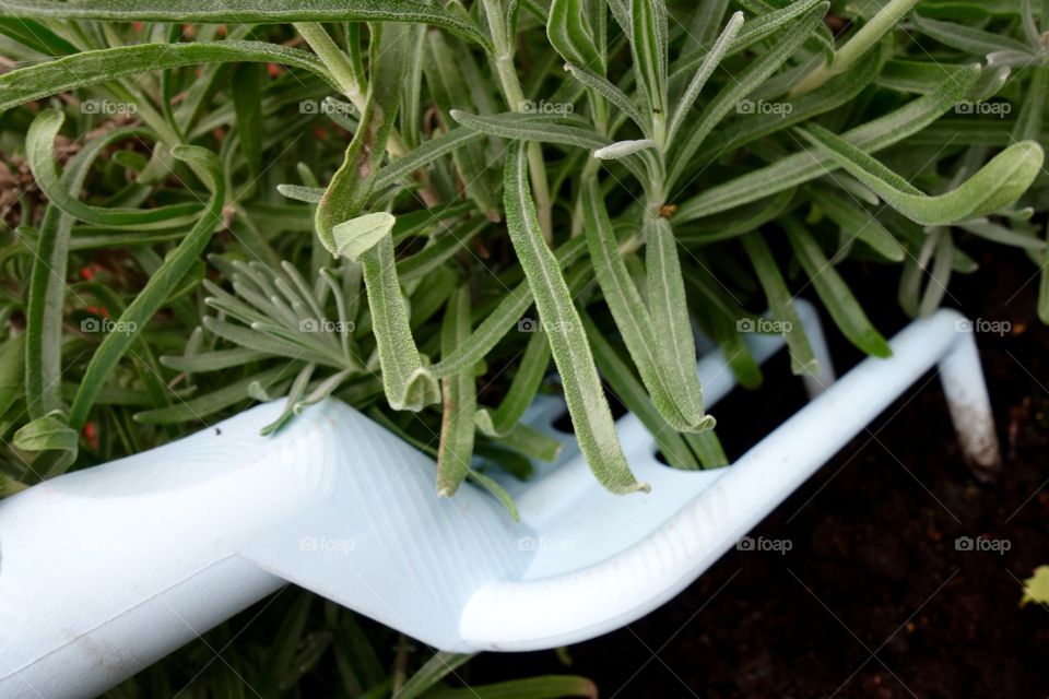 Taking care of my lovely lavender.
Each summer I always buy a number of Lavender plants.