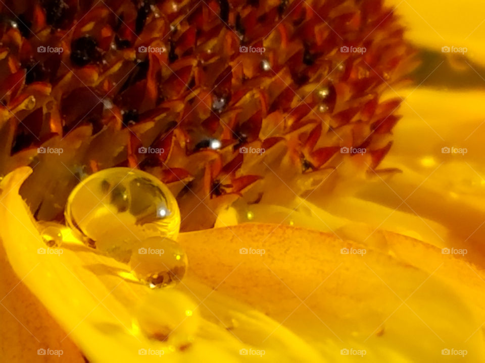 Water droplets on a sunflower petal
