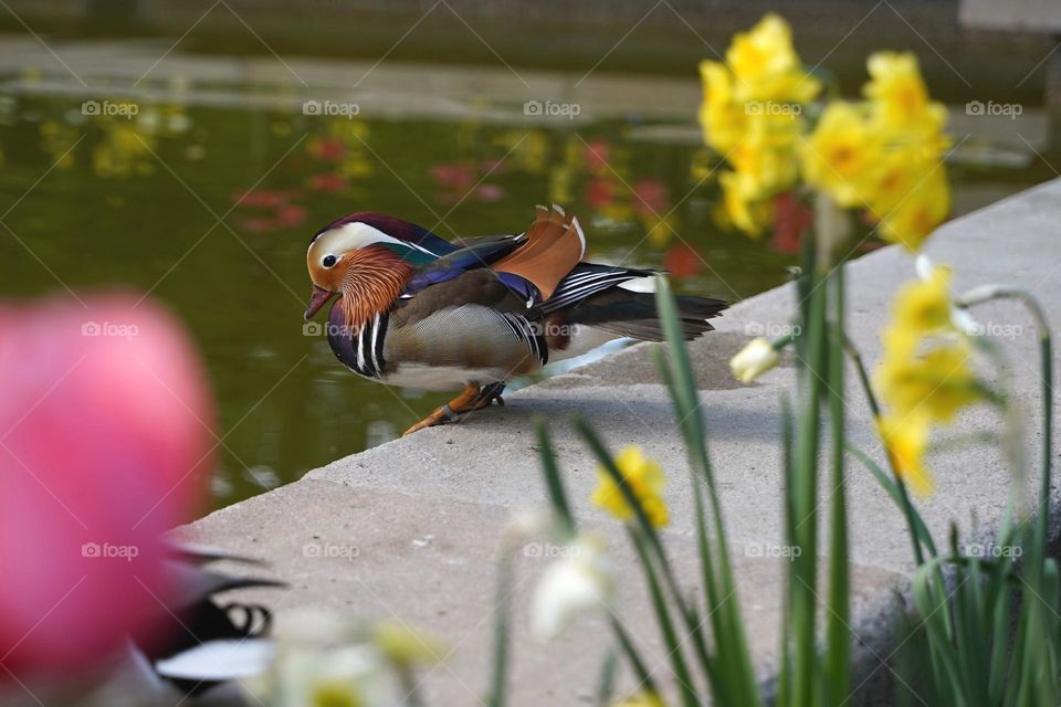 Mandarin duck near the pond