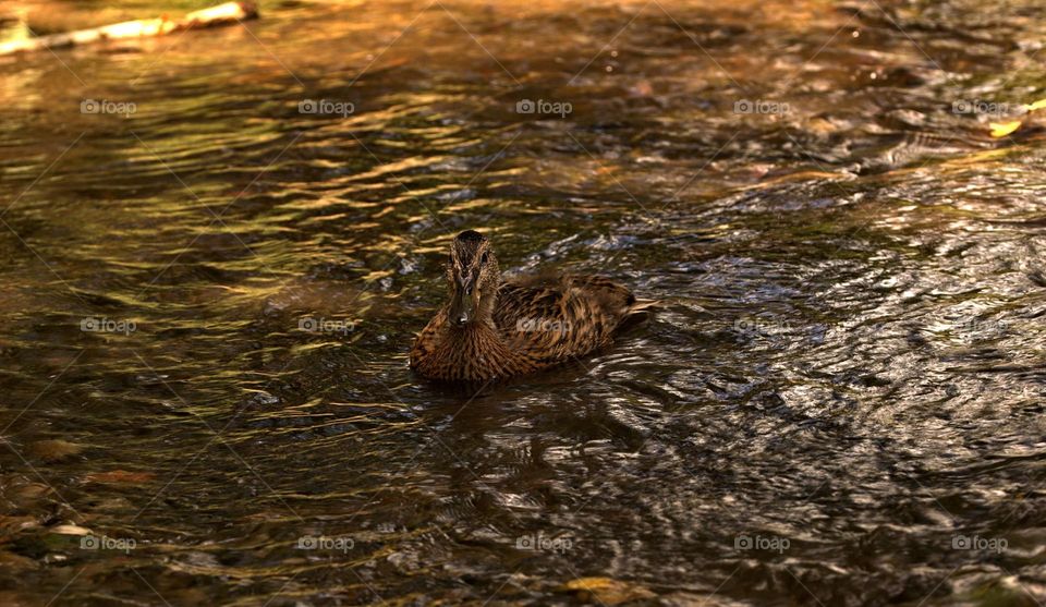 A shot on a duck swimming through the river.