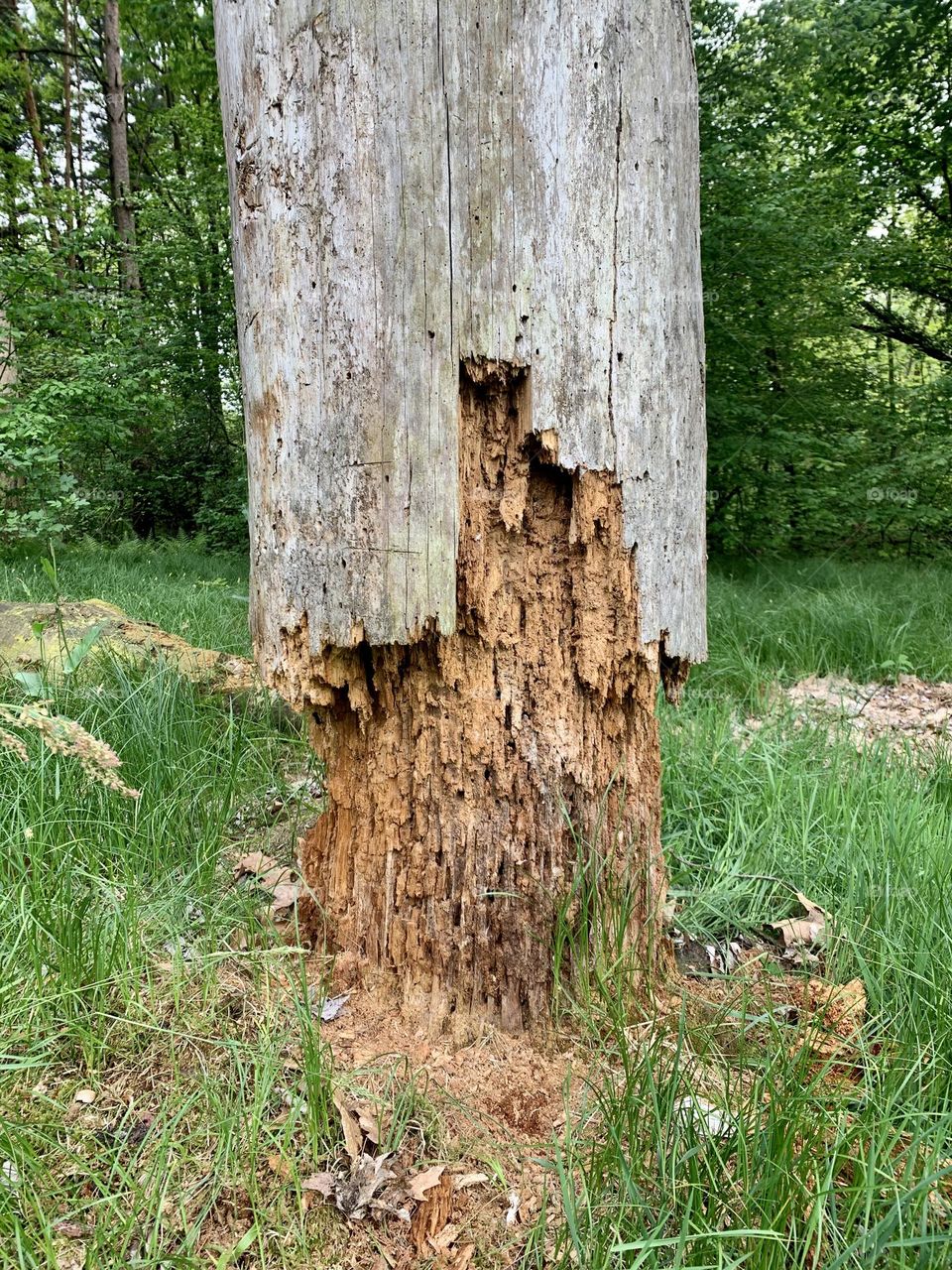 dead tree trunk still standing with clear signs of connection with insects