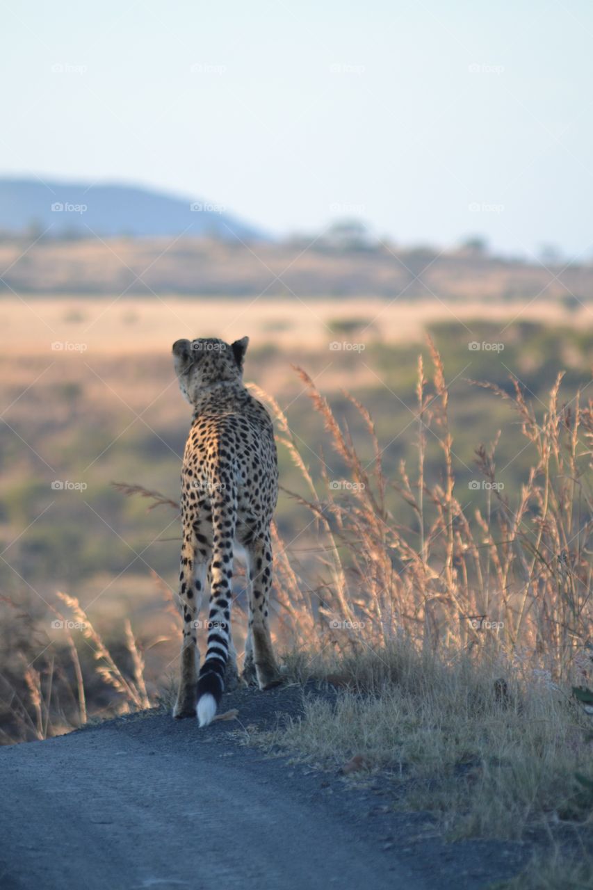 Rear view of cheetah standing on rock