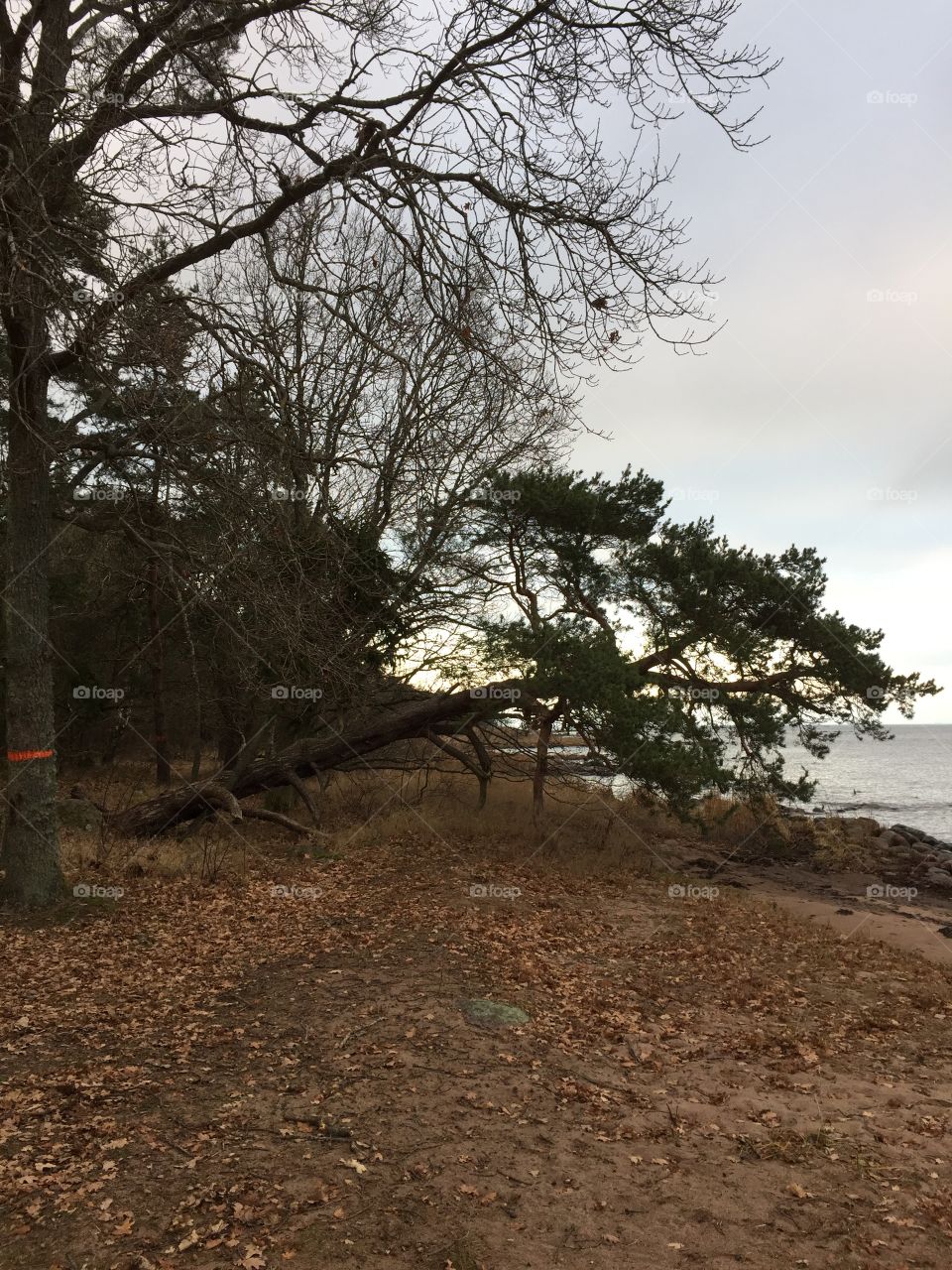 Walk at Möreleden in december 