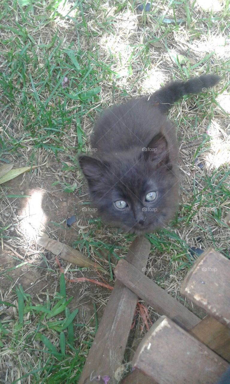 My Cat; cateyes; naturecat, Blackcat
