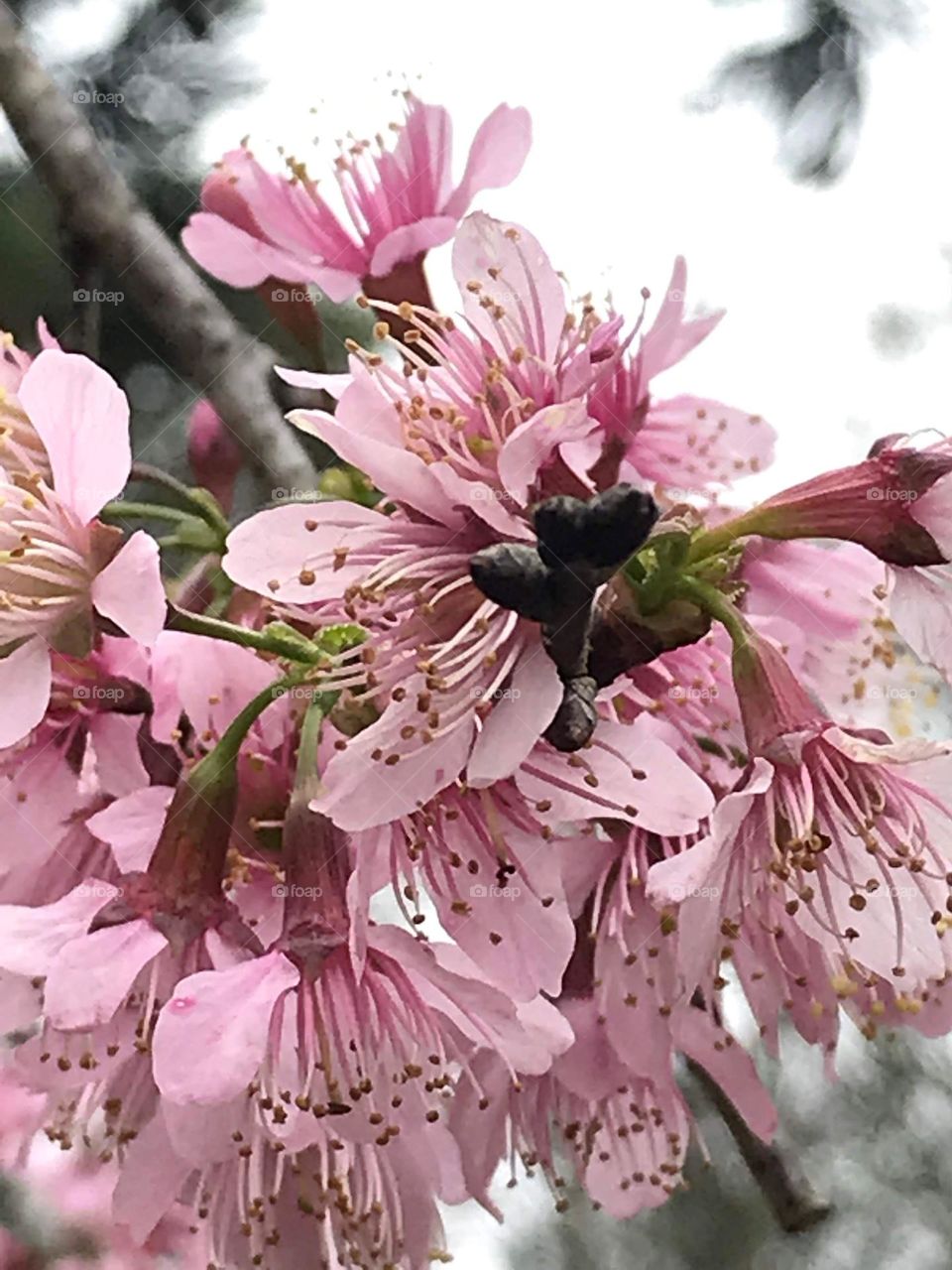 cherry blossoms