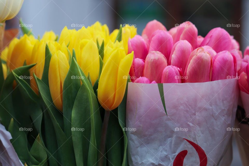 Tulip's bouquet