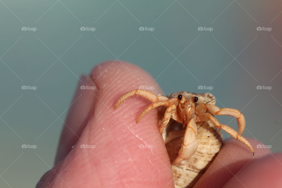grabbing hermit crab with fingers