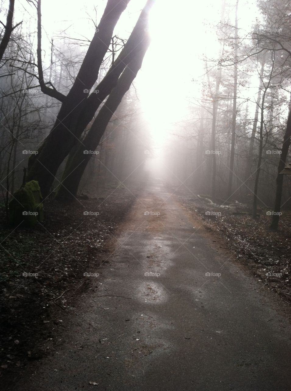 foggy morning on deserted German road