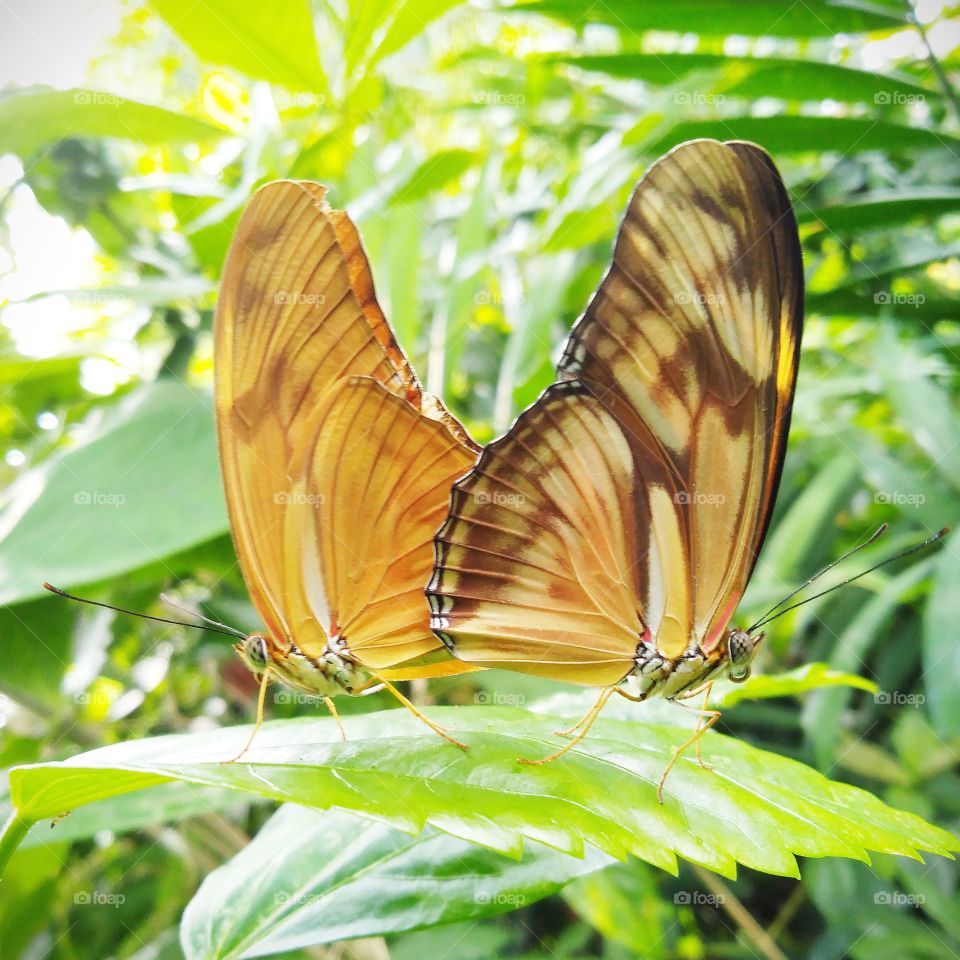 Butterflies in love on the leaf.