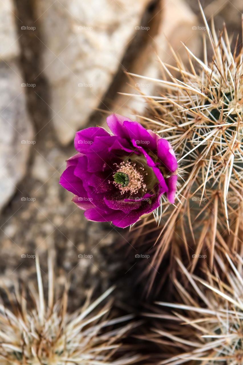 Pink, magenta desert rose flower blooming on a cactus on a beautiful sunny day in Joshua tree National Park in California 