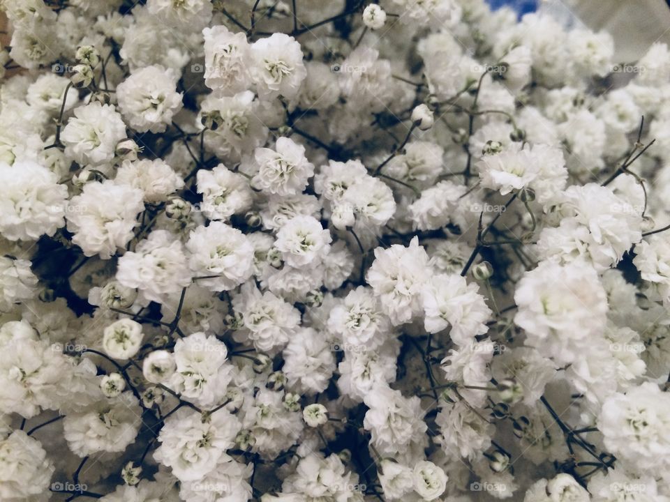 Beautiful white elegant flowers