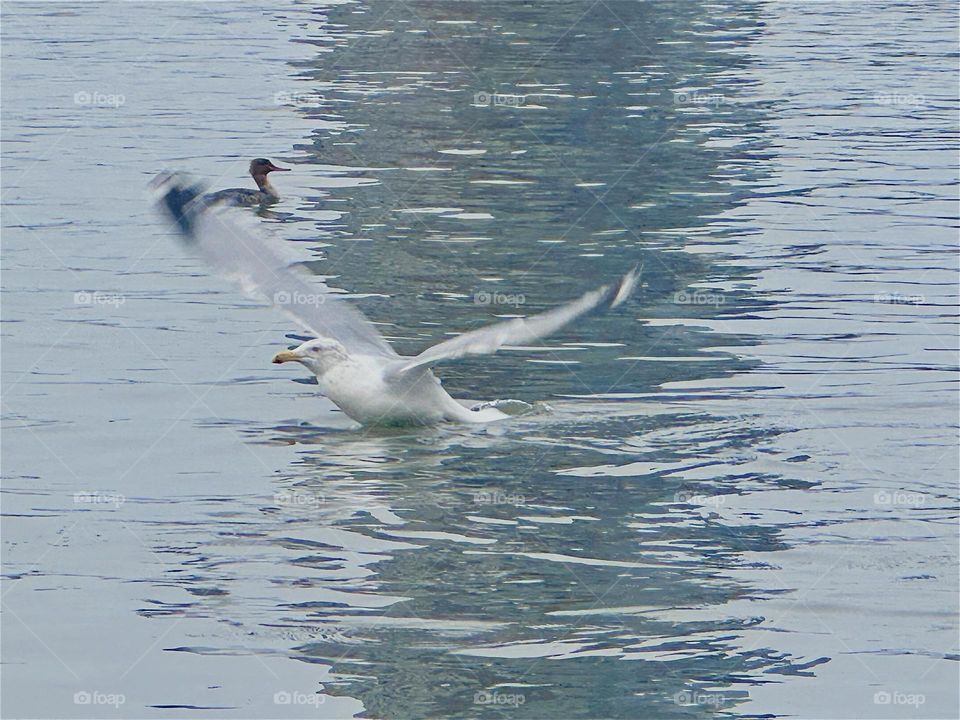I looked out my boat window one morning and there they were: a large white seagull and smaller black ones, probably geese. I got my camera and voilà … The seagull started flapping its wings and took off. What a photo !!! 2024. Hypnotic Productions