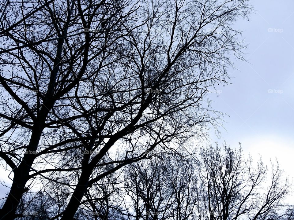 trees in winter