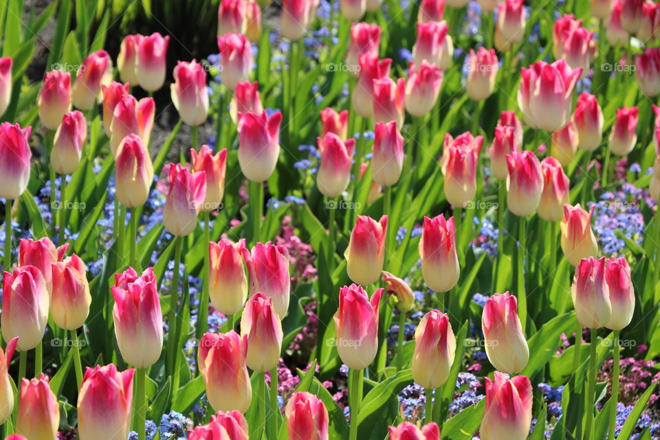 Tulips 