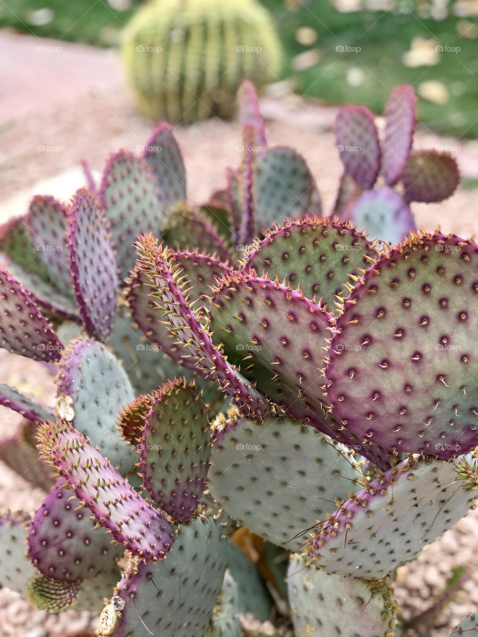 Pink cactus