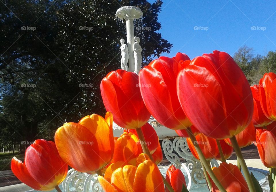 Tulip, Nature, Garden, No Person, Flower