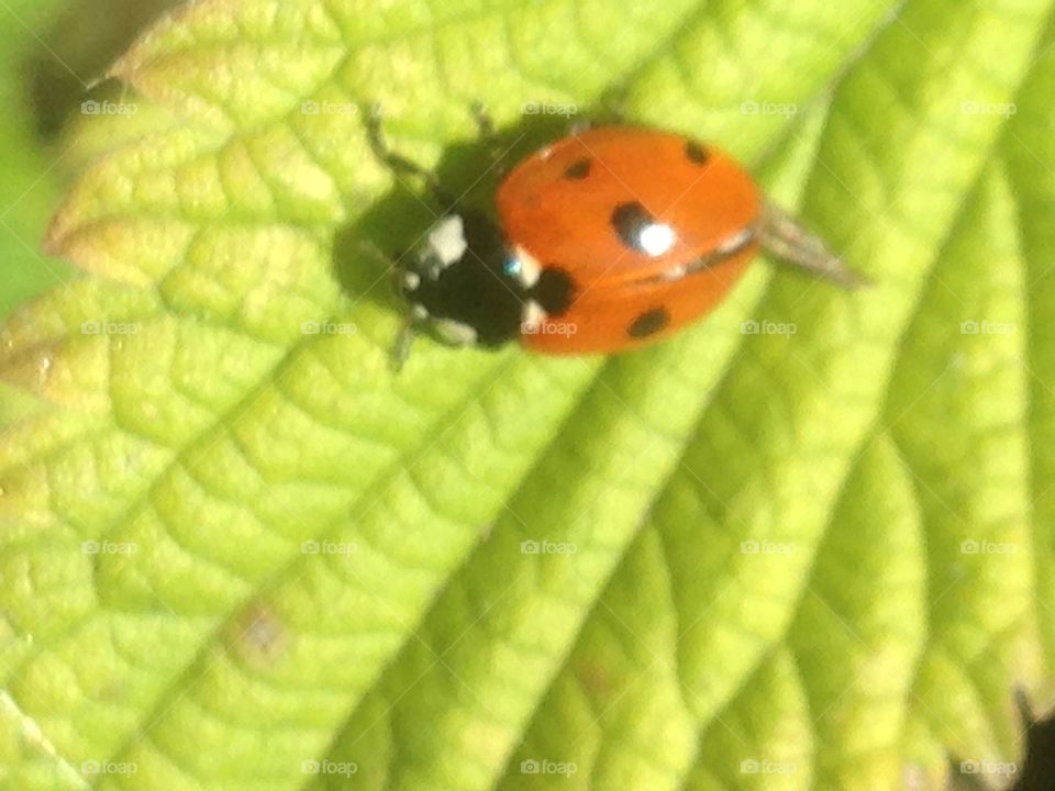 Ladybird