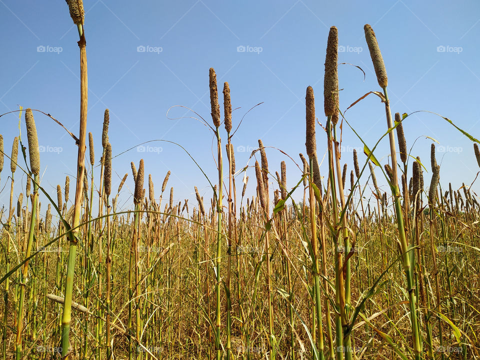 backdrop of ripening ears of millet field on the afternoon blue sky background. Copy space of the setting sun rays on horizon in rural meadow Close up nature photo Idea of a rich harvest
