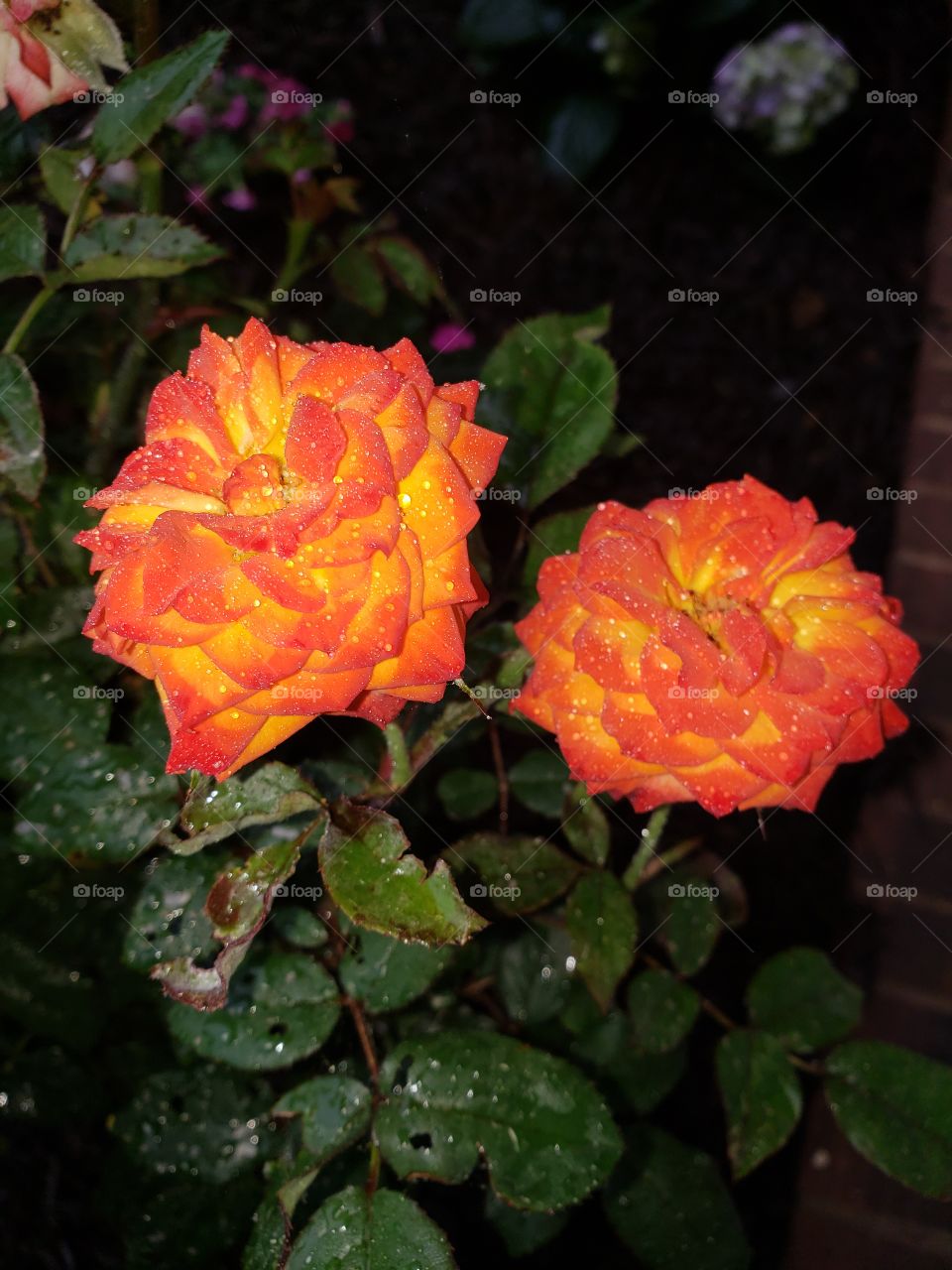 Beautiful fiery rose covered with rain drops