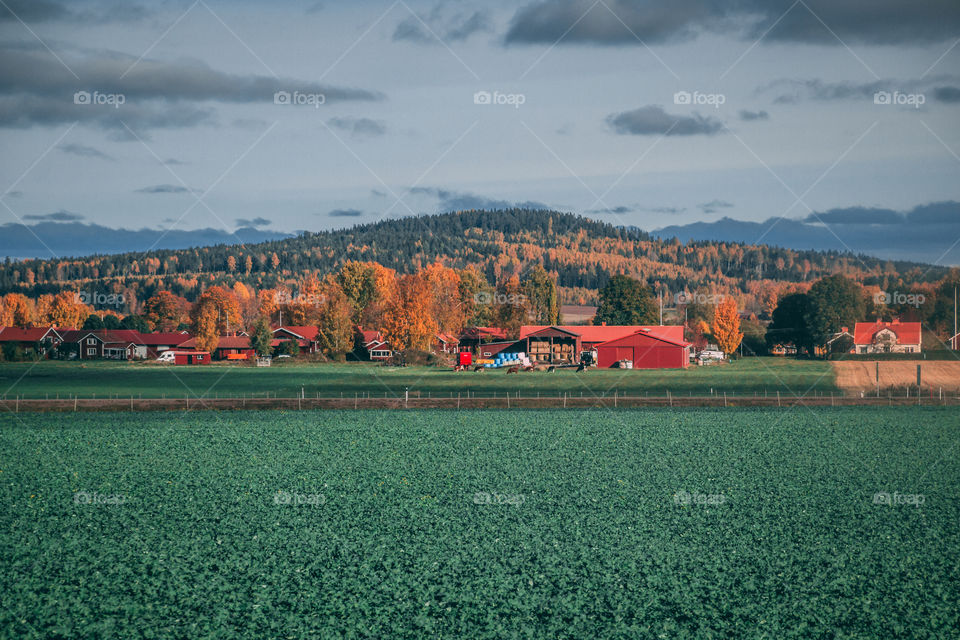 Field in Dalarna, Sweden (shot from a moving train)