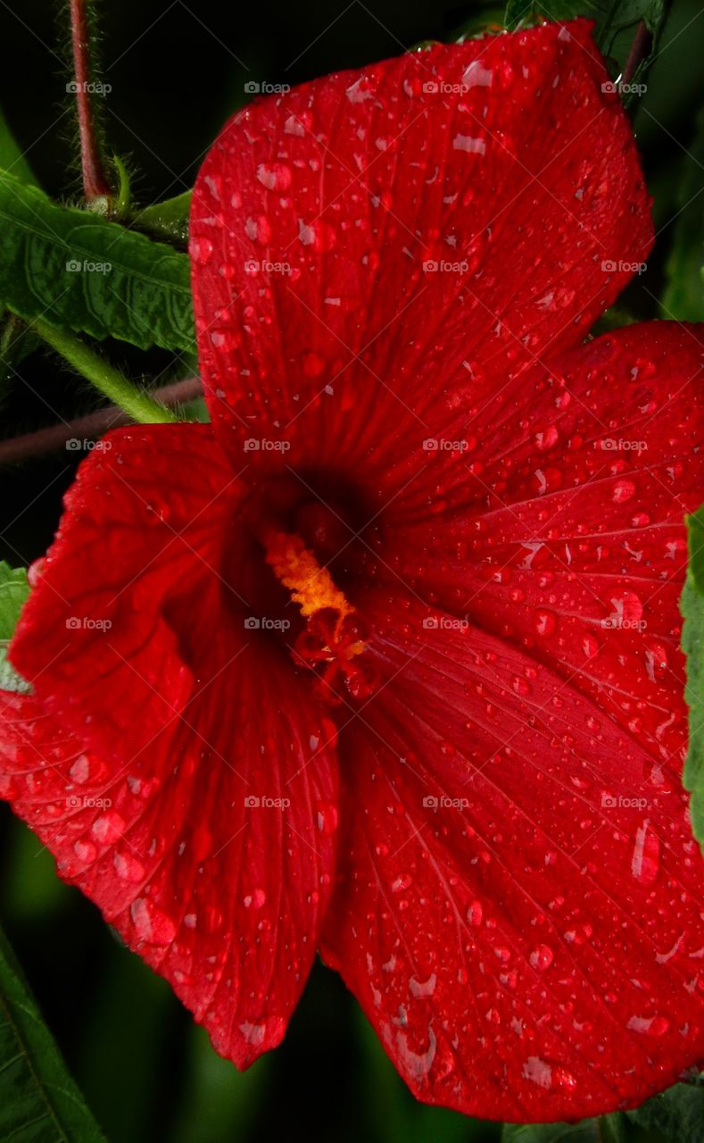 Red Drops of Nature!
