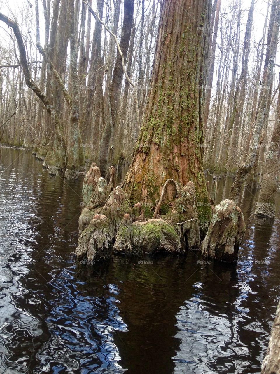 Cypress Knees Nativity 