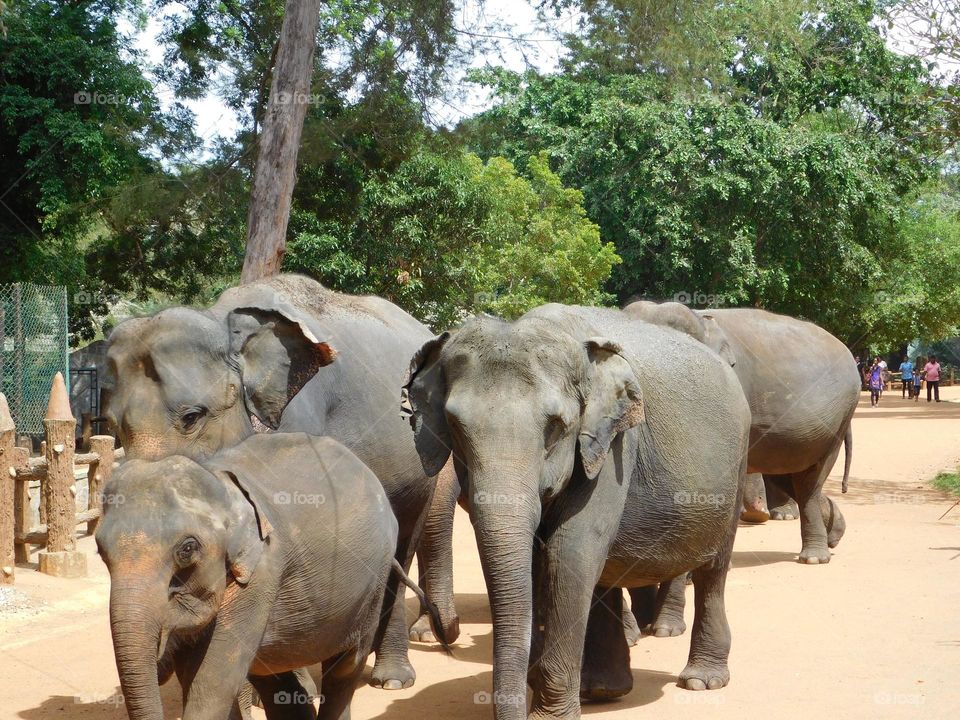 Elephants Led by Baby Elephants