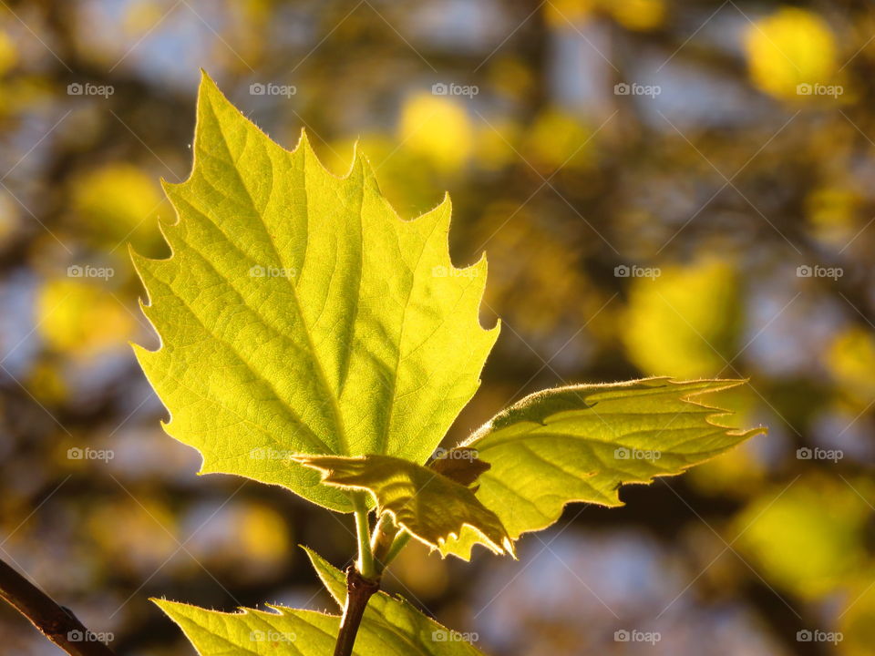 translucent leaves