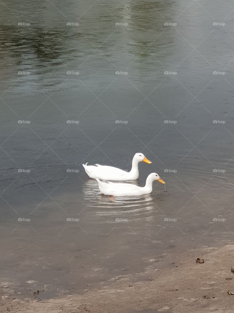 White Duck Pair