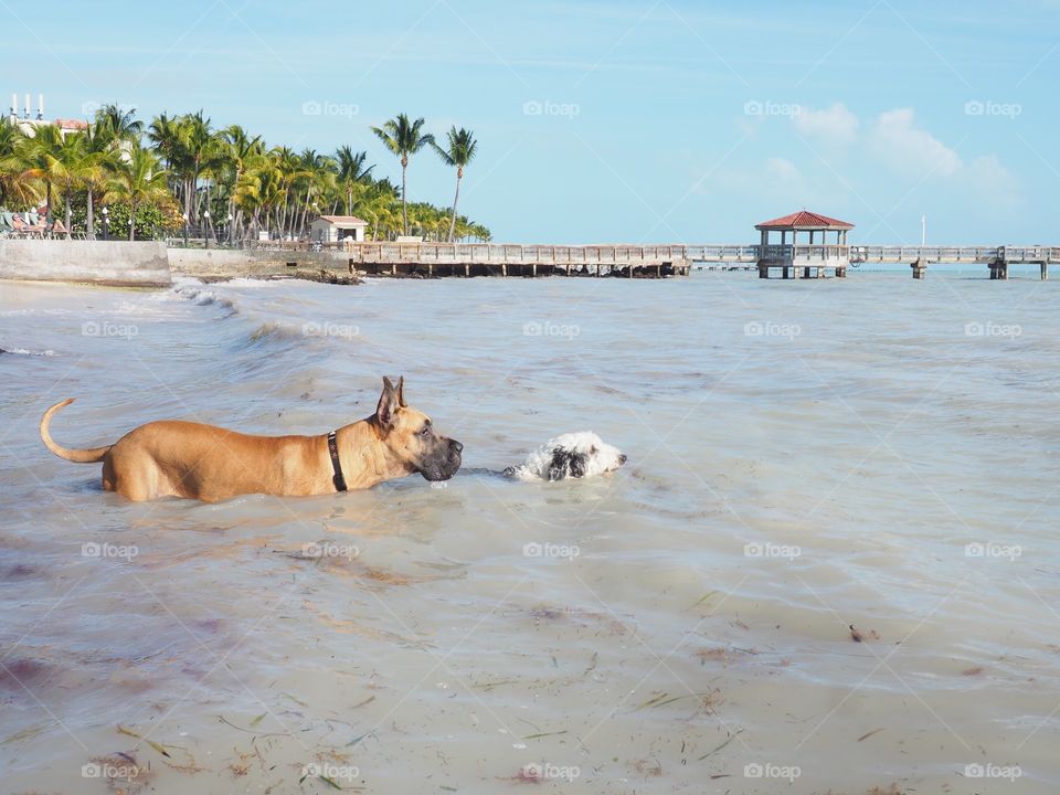 Doggie beach 