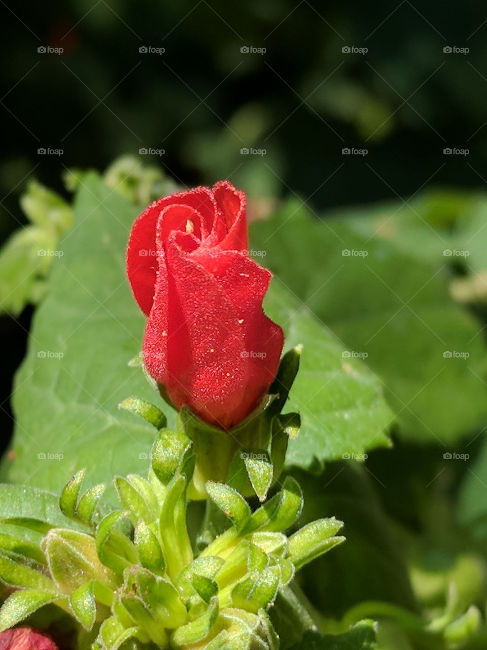 stunning turkscap flower