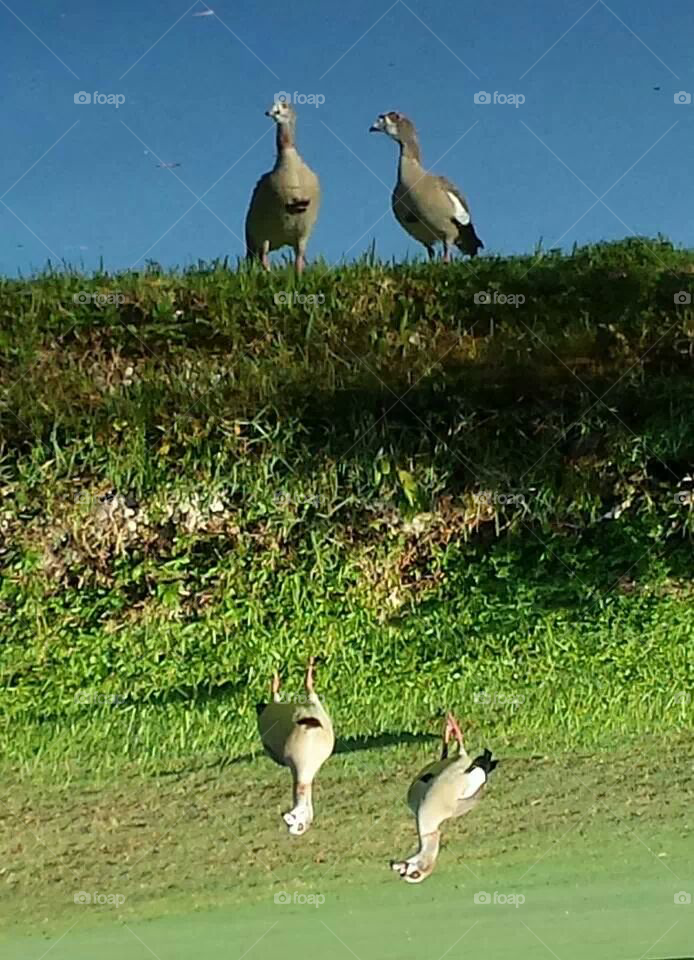 Mind Games with Egyptian Geese