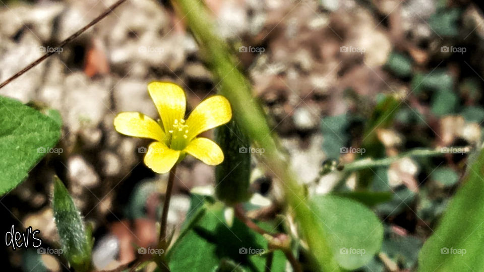 A flower’s appeal is in its contradictions – so delicate in form yet strong in fragrance, so small in size yet big in beauty, so short in life yet long on effect
— Adabella Radici